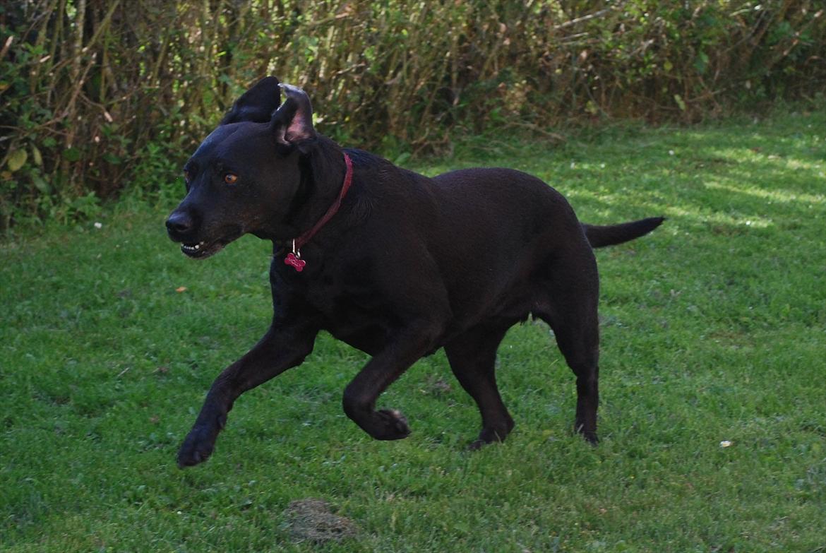 Labrador retriever Molly*R.I.P.* - Wee, så kom der gang i mig :D 7. august 2011 billede 15