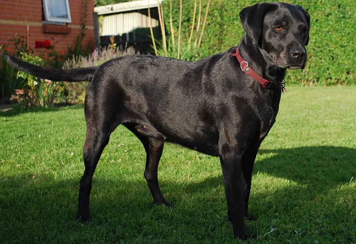 Labrador retriever Molly*R.I.P.* - Velkommen til min profil - jeg hedder Molly ;o) 7. august 2011 billede 1