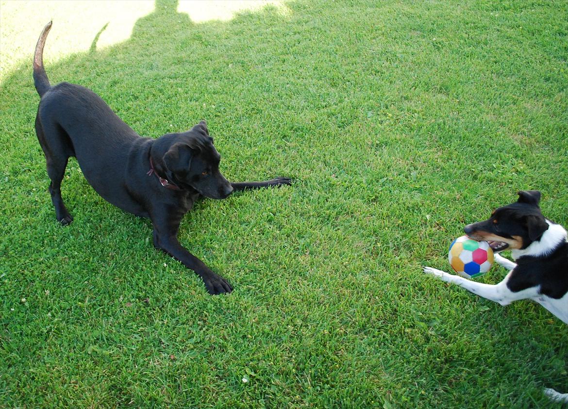 Labrador retriever Molly*R.I.P.* - Skal vi lege, Eyvin? 7. august 2011 billede 16