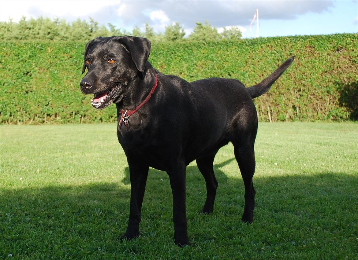 Labrador retriever Molly*R.I.P.* - Jeg holder mig godt, ikke? 7. august 2011 billede 17
