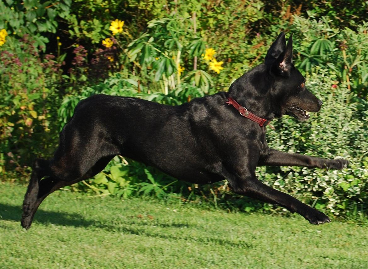 Labrador retriever Molly*R.I.P.* - Wruuuuuhhm, fart over feltet! 7. august 2011 billede 18