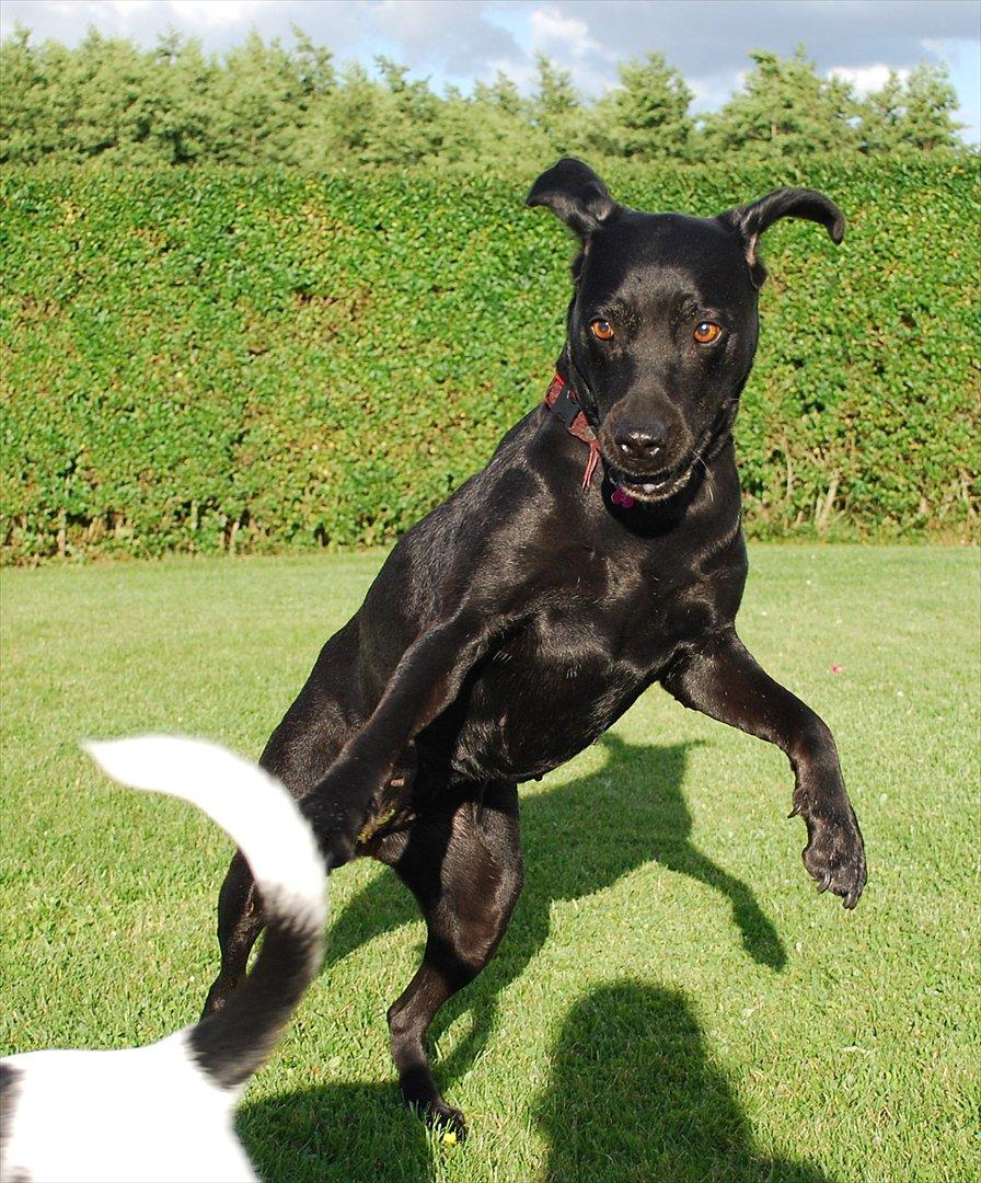 Labrador retriever Molly*R.I.P.* - Yihaaarh, elsker at lege med Eyvin! 7. august 2011 billede 19