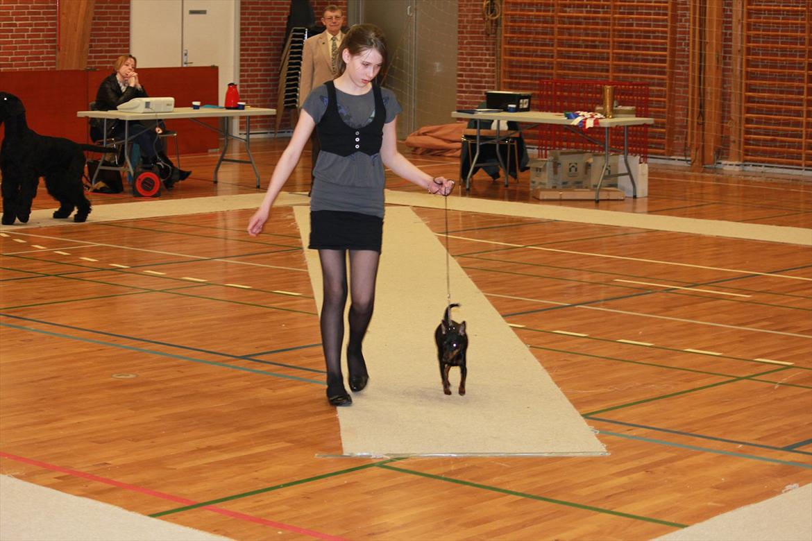 Dvaergpinscher Nikoline * R.I.P * billede 1