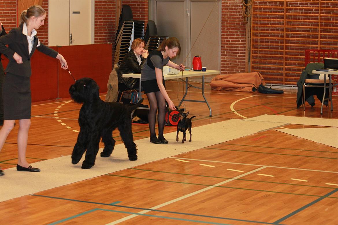 Dvaergpinscher Nikoline * R.I.P * billede 2