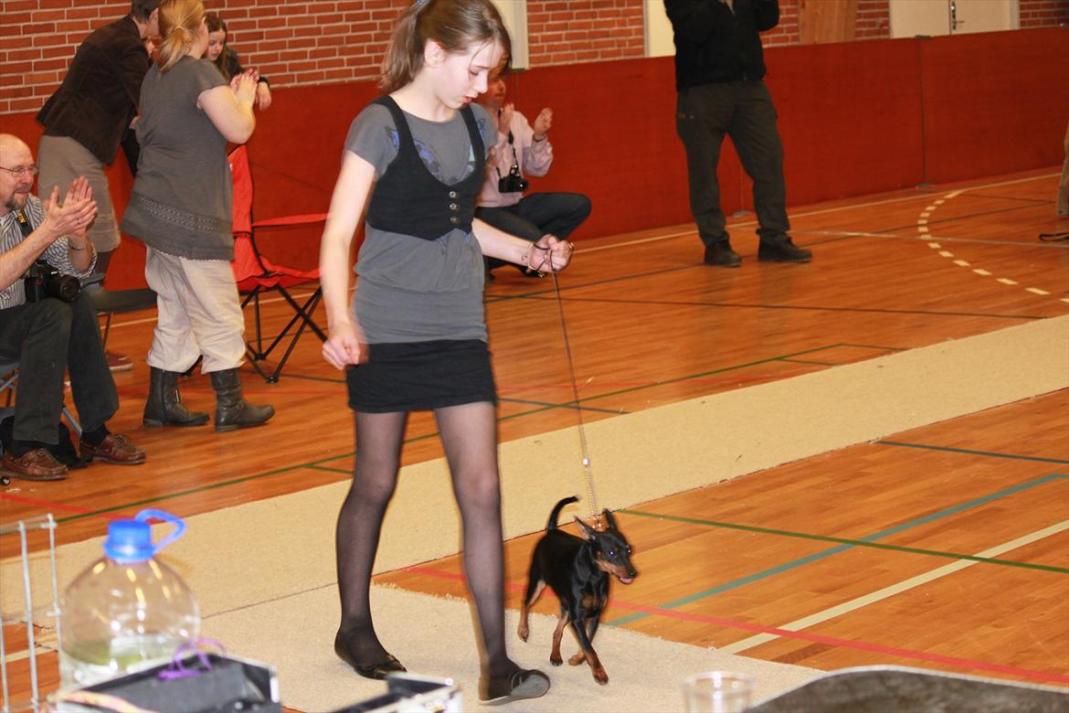 Dvaergpinscher Nikoline * R.I.P * billede 3