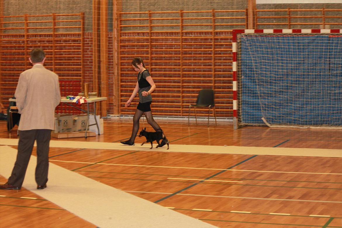 Dvaergpinscher Nikoline * R.I.P * billede 4