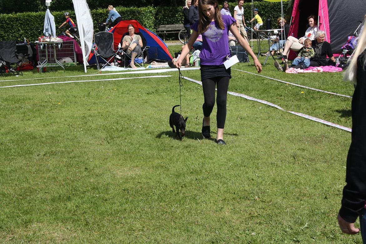 Dvaergpinscher Nikoline * R.I.P * billede 5