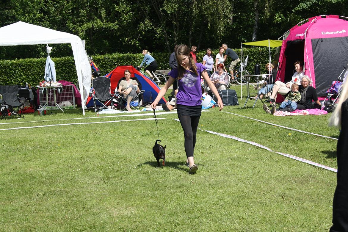 Dvaergpinscher Nikoline * R.I.P * billede 6