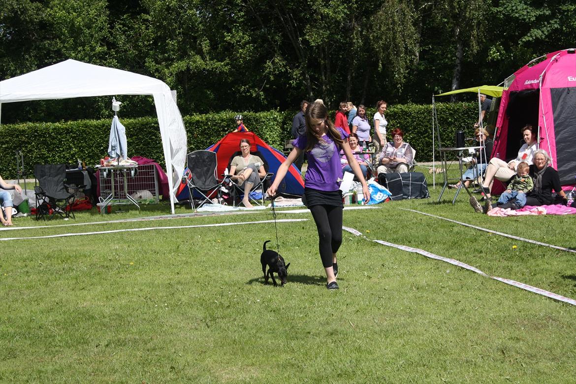 Dvaergpinscher Nikoline * R.I.P * billede 7