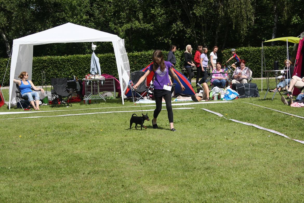 Dvaergpinscher Nikoline * R.I.P * billede 8