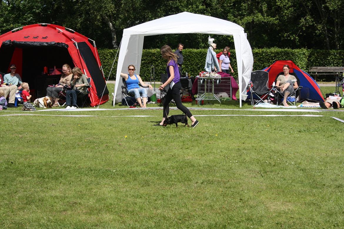 Dvaergpinscher Nikoline * R.I.P * billede 9