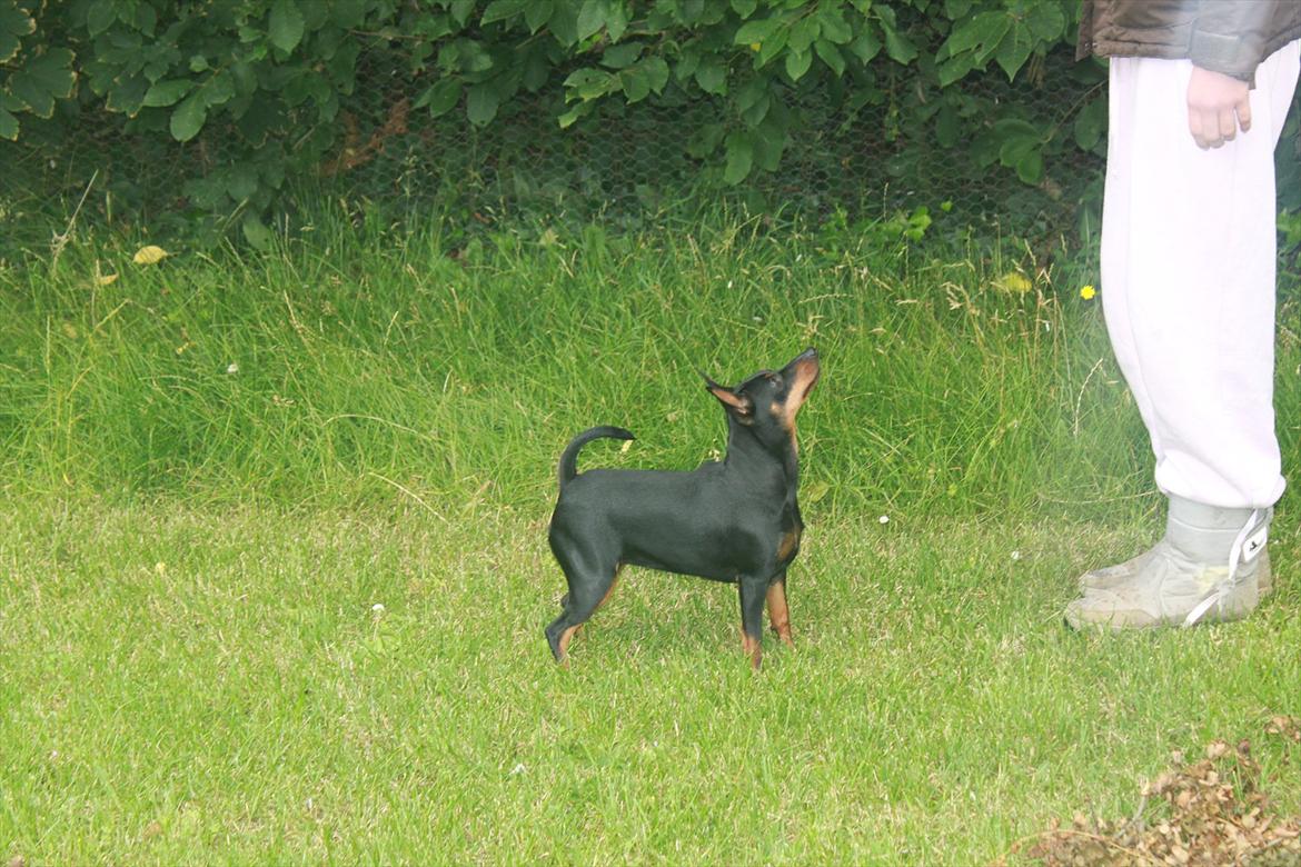Dvaergpinscher Nikoline * R.I.P * billede 10
