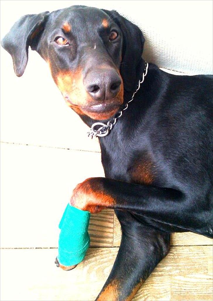 Dobermann Logan - Brækkede en del af poten av aaav. 23.07.11 billede 13