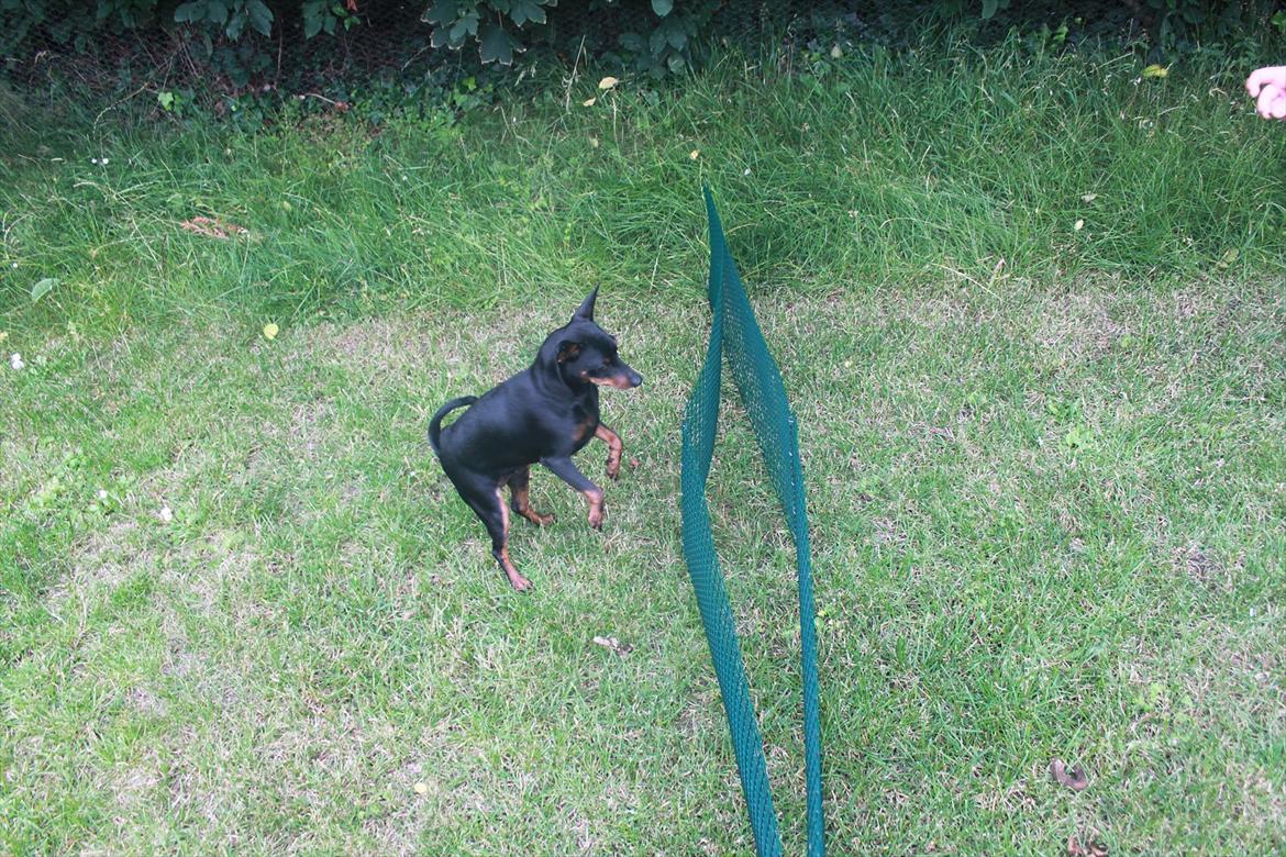 Dvaergpinscher Nikoline * R.I.P * billede 11
