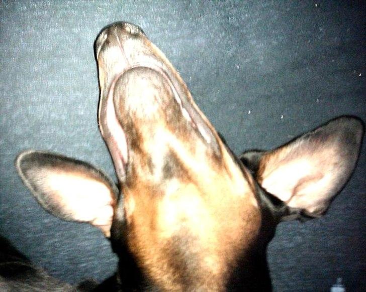 Dobermann Logan - Moooaaar... Jeg sover altså !!  billede 14