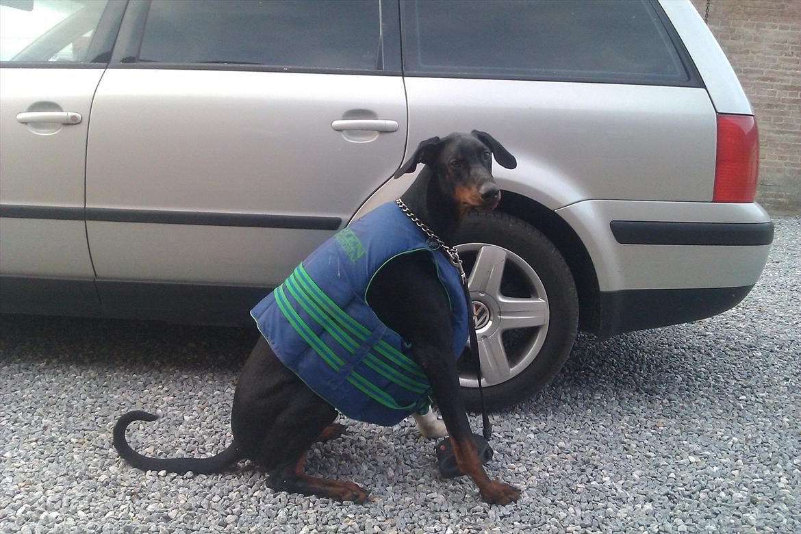 Dobermann Logan - Logan på vej med familien ud og sejle. Juli 2011 billede 15