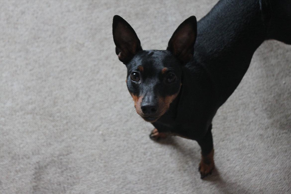 Dvaergpinscher Nikoline * R.I.P * billede 12