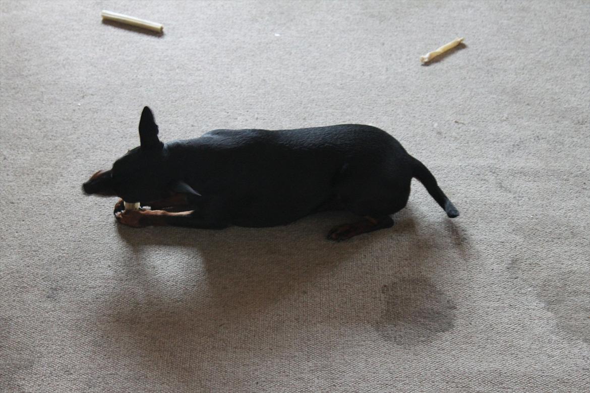 Dvaergpinscher Nikoline * R.I.P * billede 13