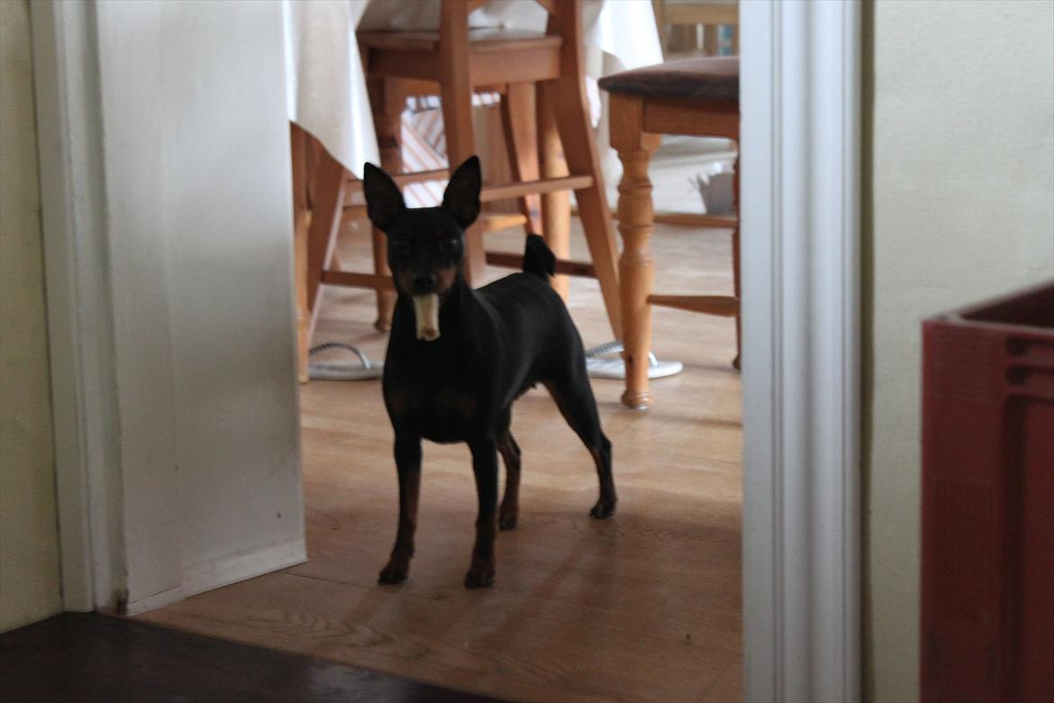 Dvaergpinscher Nikoline * R.I.P * - Min lille hund ryger kødben:) billede 14