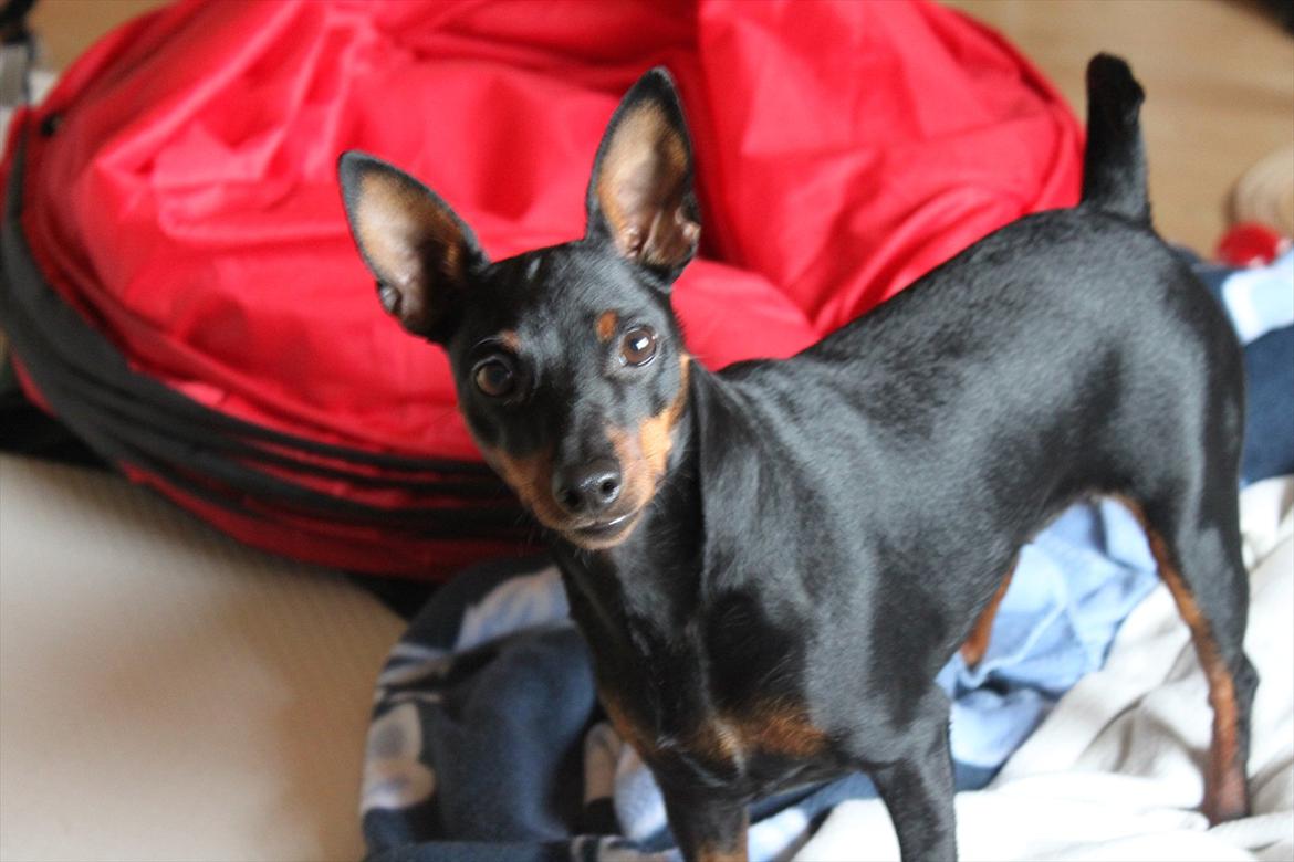 Dvaergpinscher Nikoline * R.I.P * billede 15