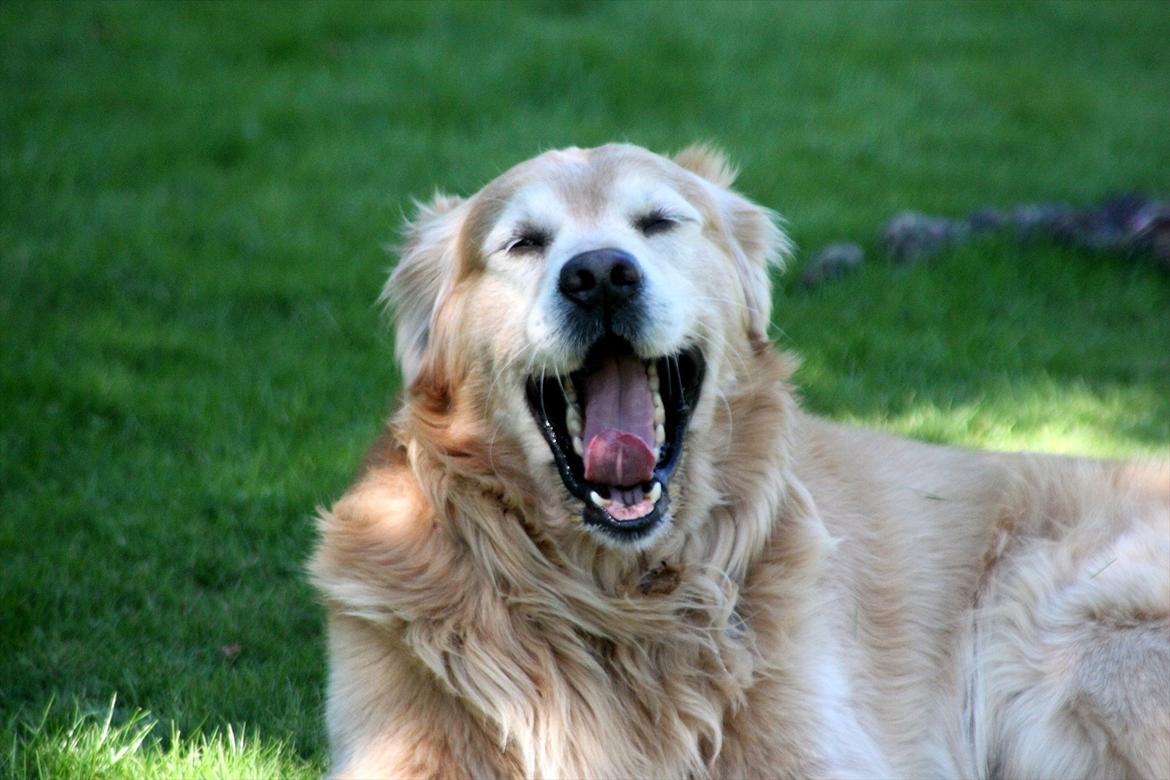 Golden retriever Simba billede 9