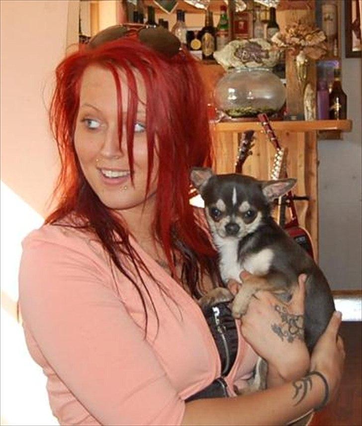 Chihuahua Over The Rainbow Of Varius Canis ** Rambo ** billede 12