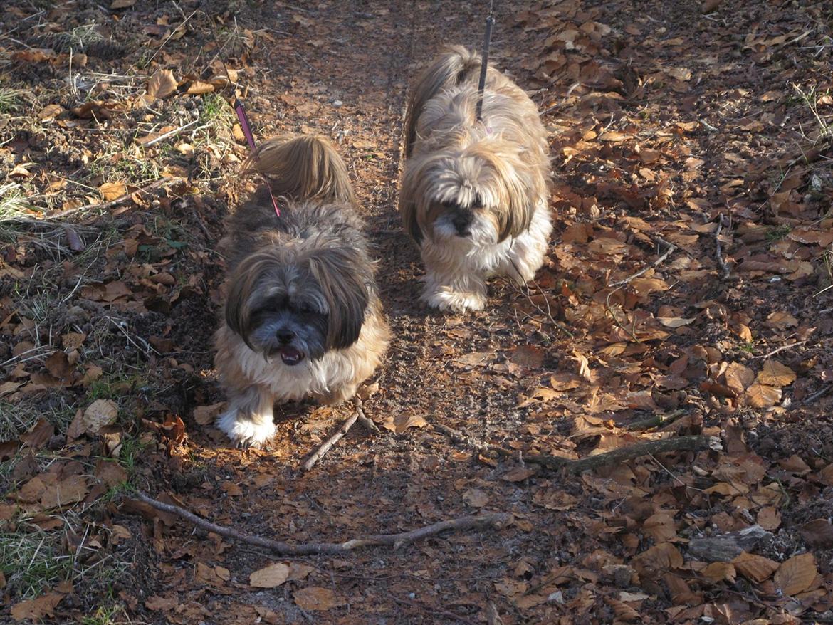 Lhasa apso Dame Kiri Te Kanawa - Lækker skovtur med hundene <3 billede 1
