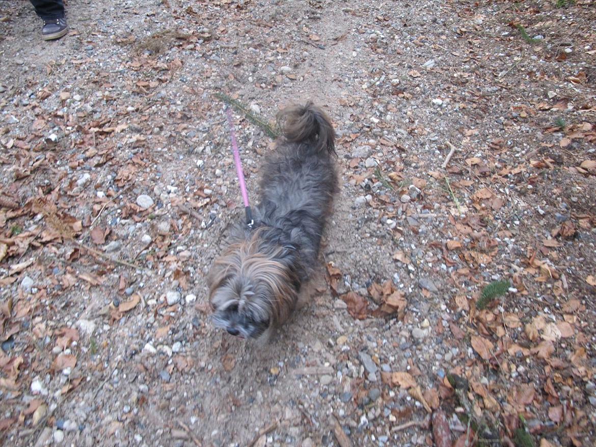 Lhasa apso Dame Kiri Te Kanawa - Smukke pige! <3 billede 2