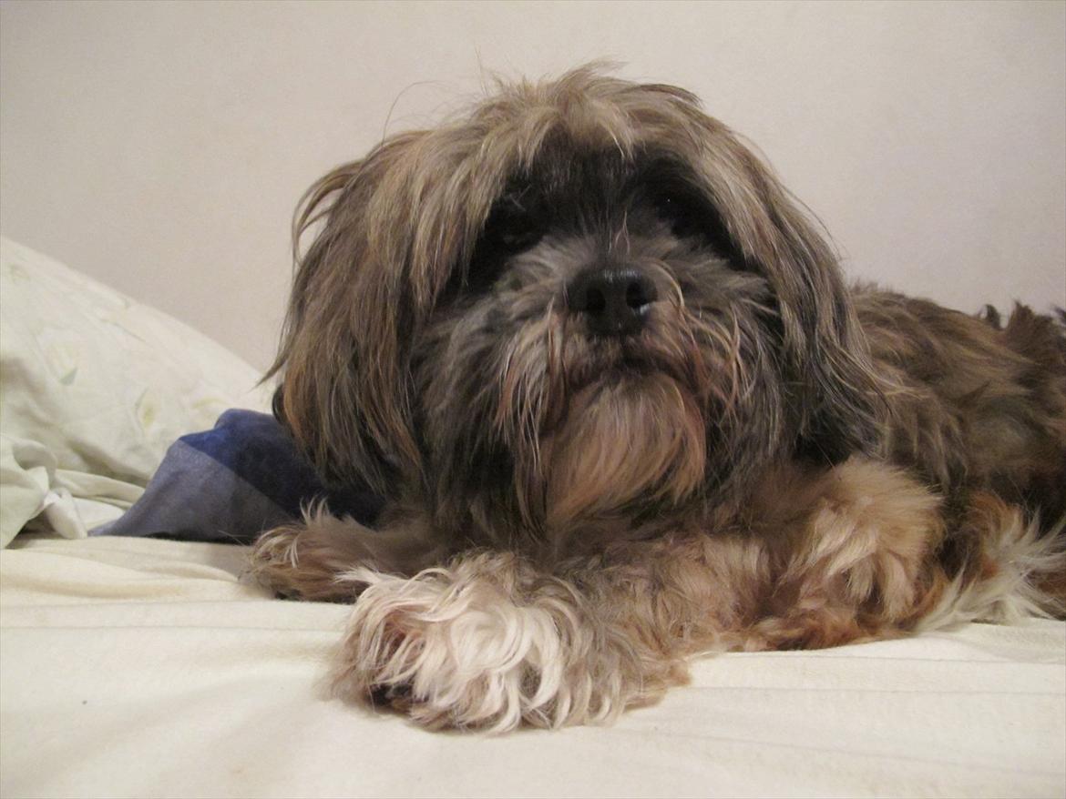 Lhasa apso Dame Kiri Te Kanawa - Hun lå lige og sov <3 billede 3