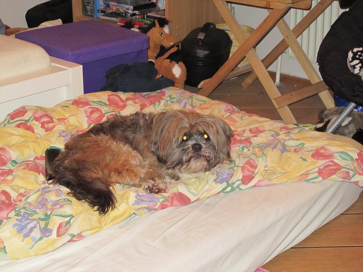 Lhasa apso Dame Kiri Te Kanawa billede 4