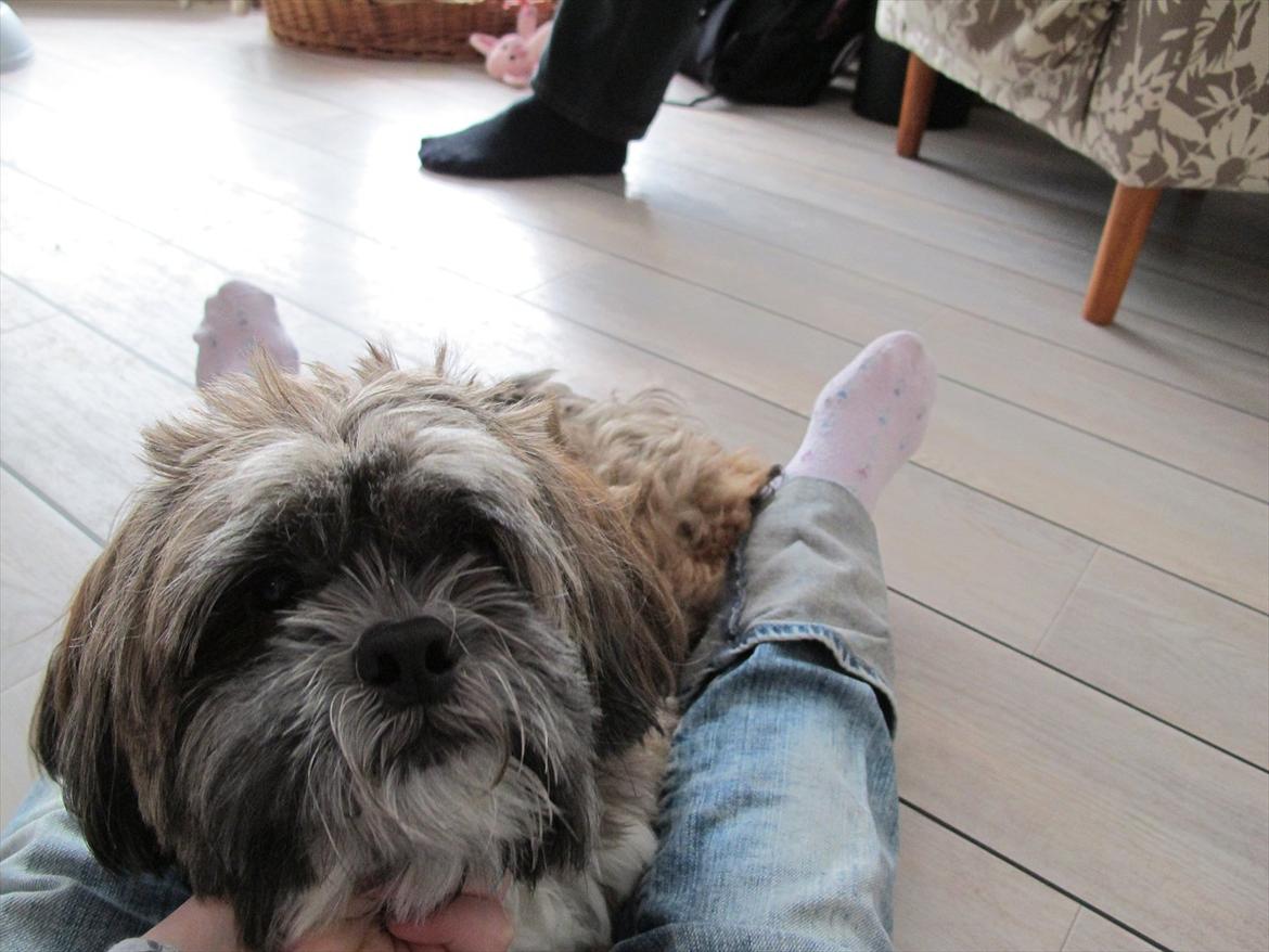 Lhasa apso Dame Kiri Te Kanawa - Søde pige! <3 billede 5