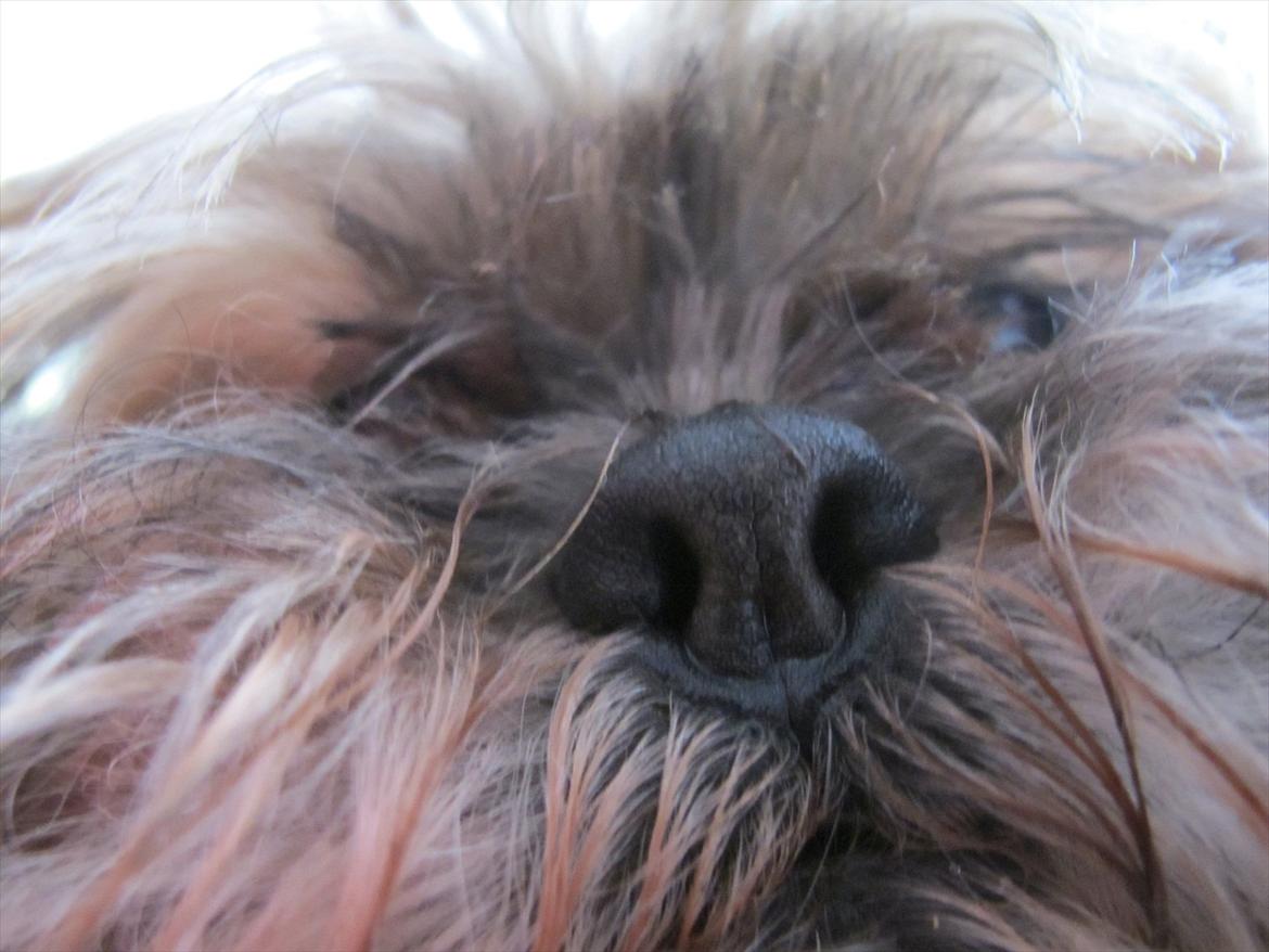 Lhasa apso Josephine ¤TYKKE¤ billede 17