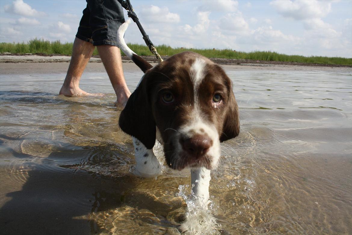 Blanding af racer Sally billede 2