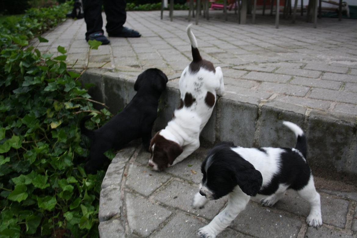 Blanding af racer Sally billede 3