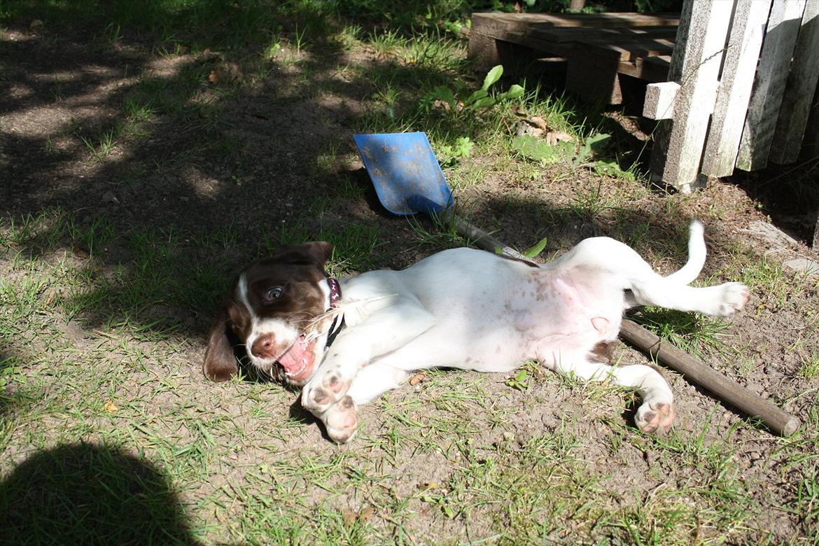 Blanding af racer Sally billede 4