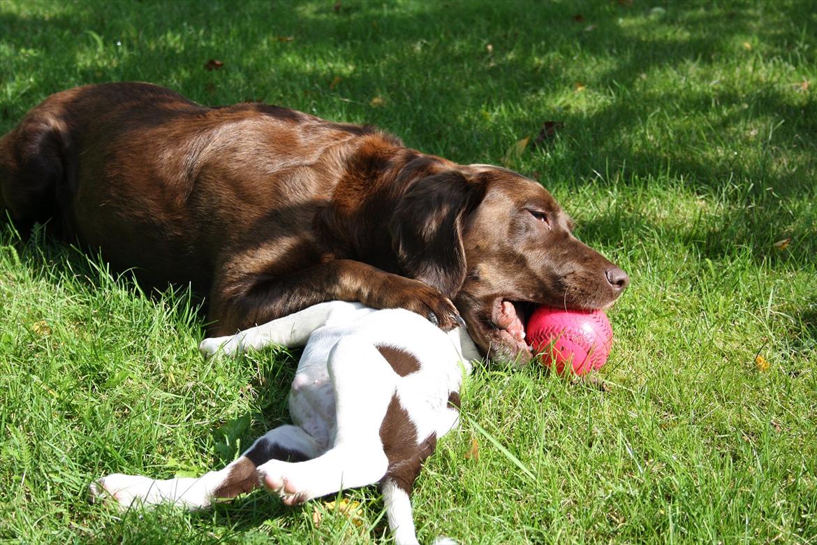 Blanding af racer Sally - hygge med mor billede 5