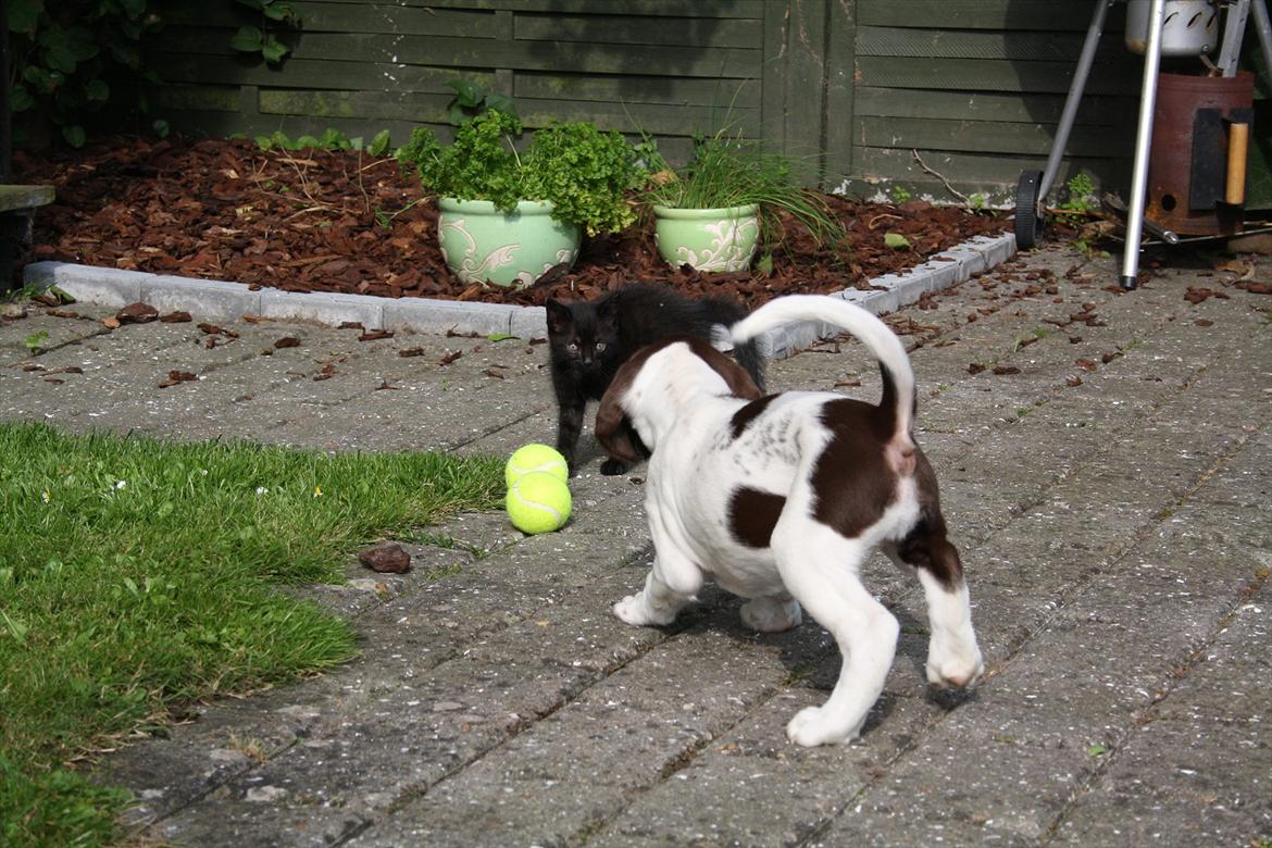 Blanding af racer Sally - leg med naboens killinger billede 7