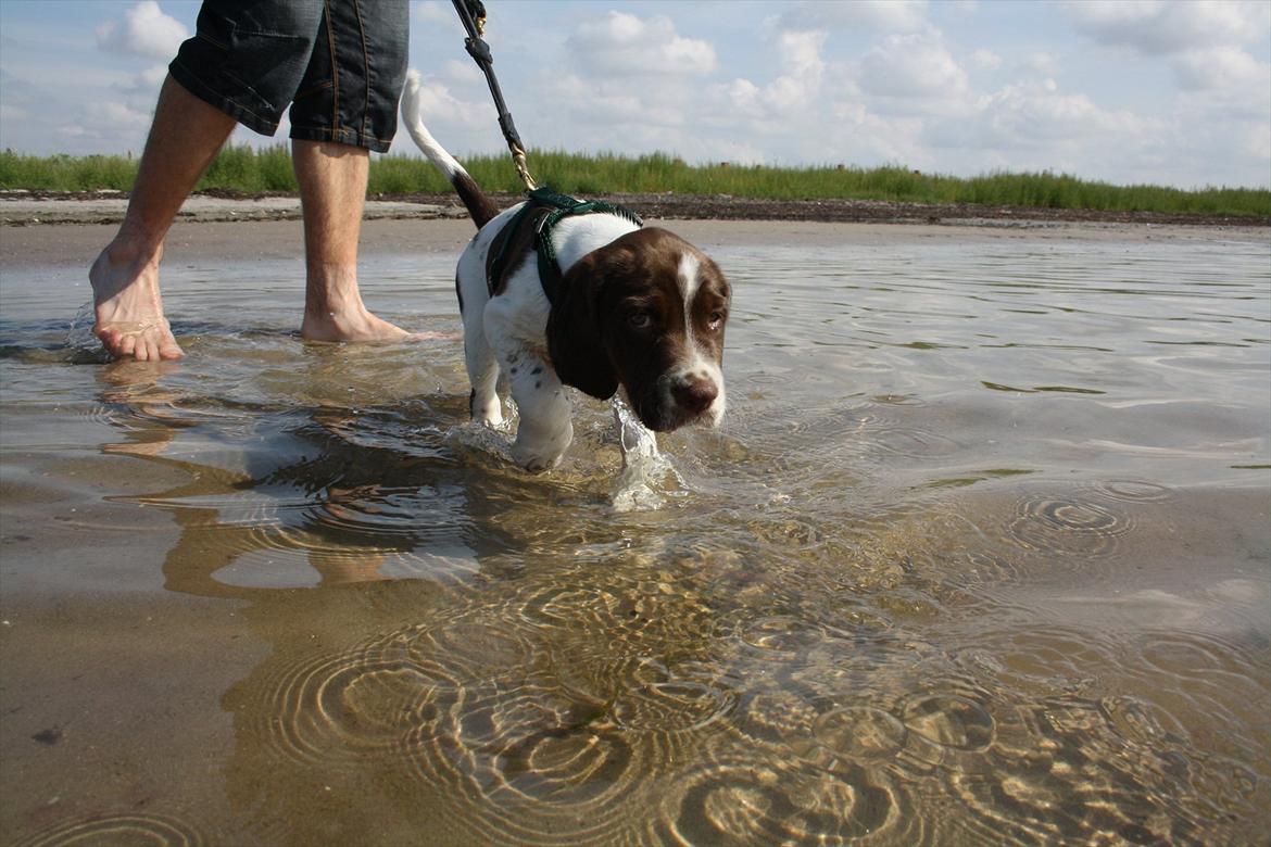 Blanding af racer Sally billede 8