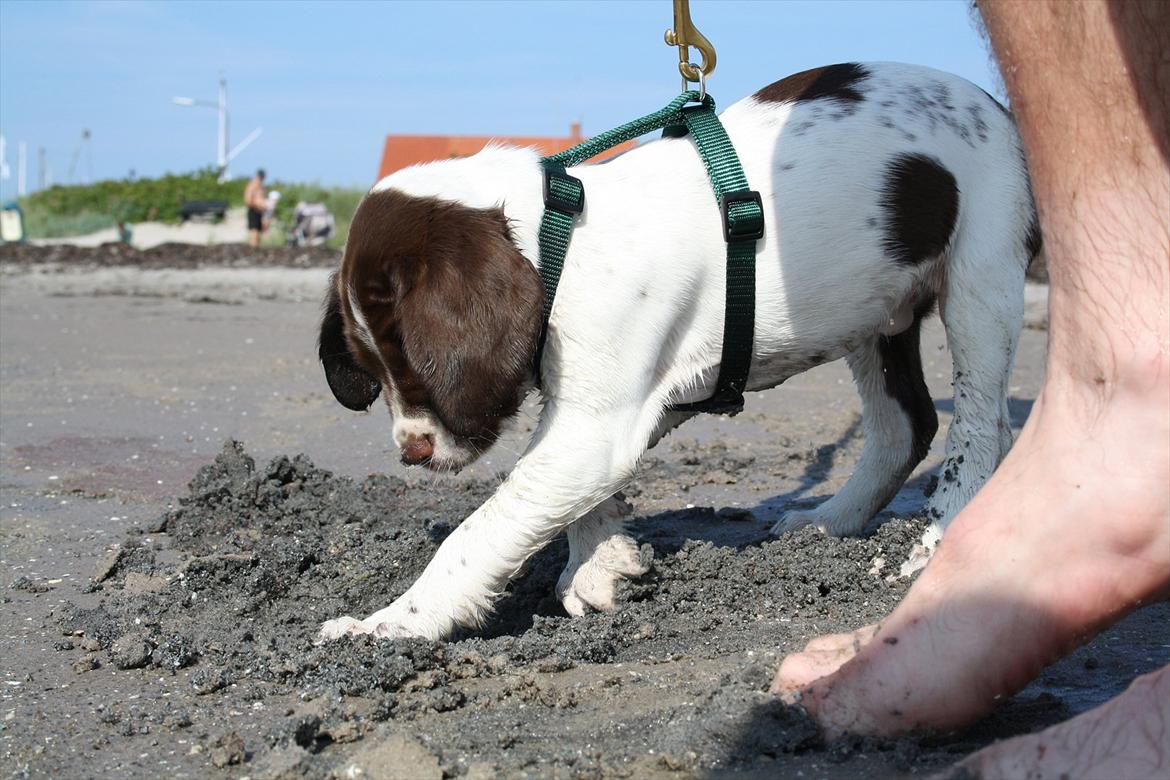 Blanding af racer Sally billede 9