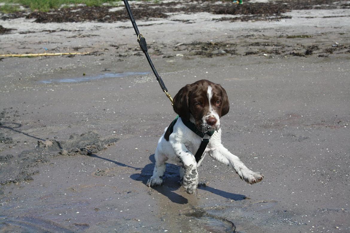 Blanding af racer Sally billede 10