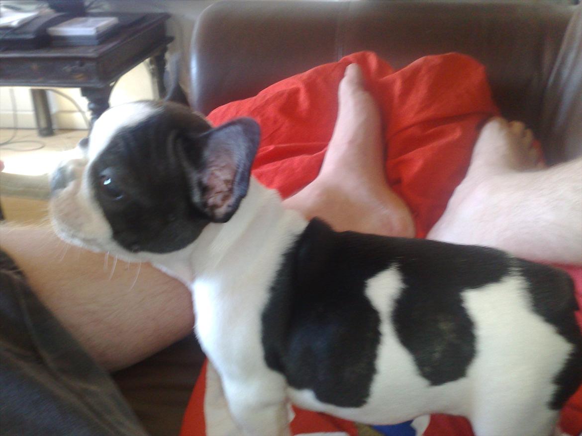 Fransk bulldog Mille RIP billede 9