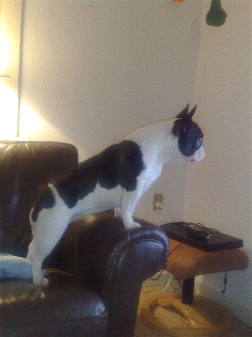 Fransk bulldog Mille RIP - Der er en lige uden for mit vindue , skal jeg jage ham væk ? :-) billede 10