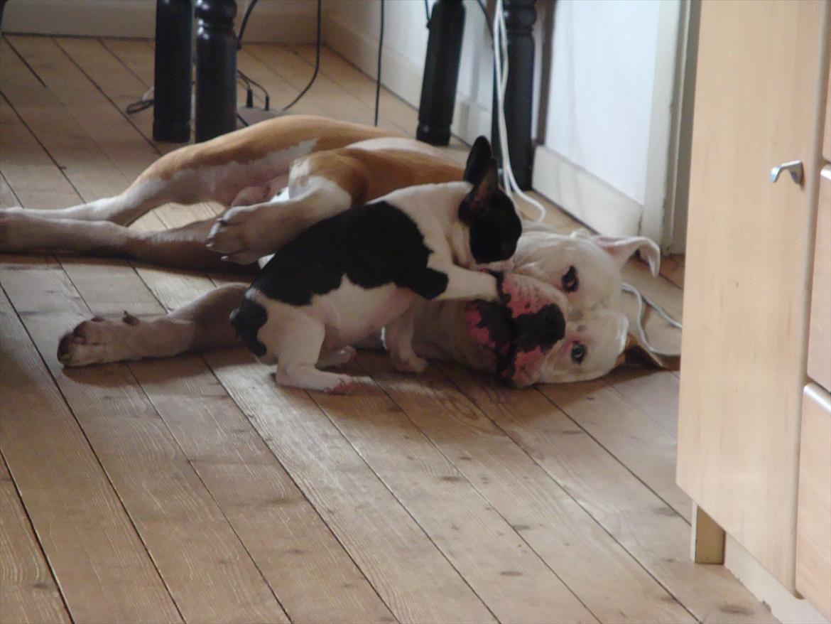 Fransk bulldog Mille RIP billede 11