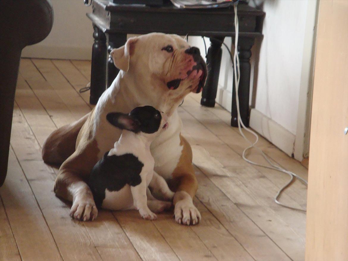 Fransk bulldog Mille RIP billede 12