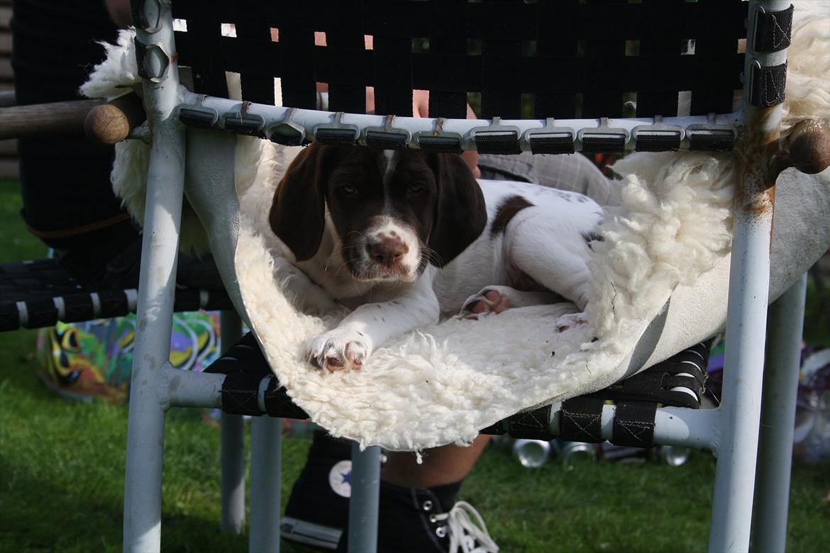 Blanding af racer Sally billede 11