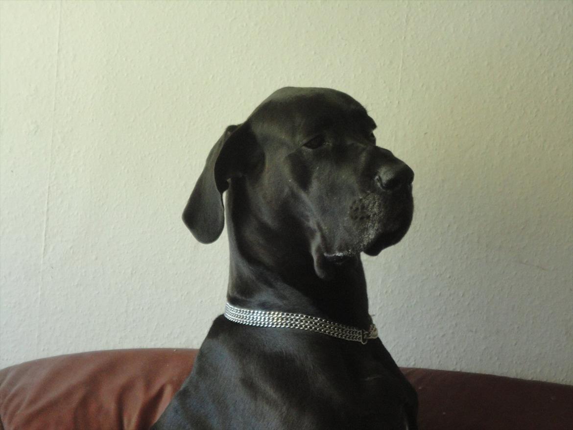 Grand danois Big ben billede 1