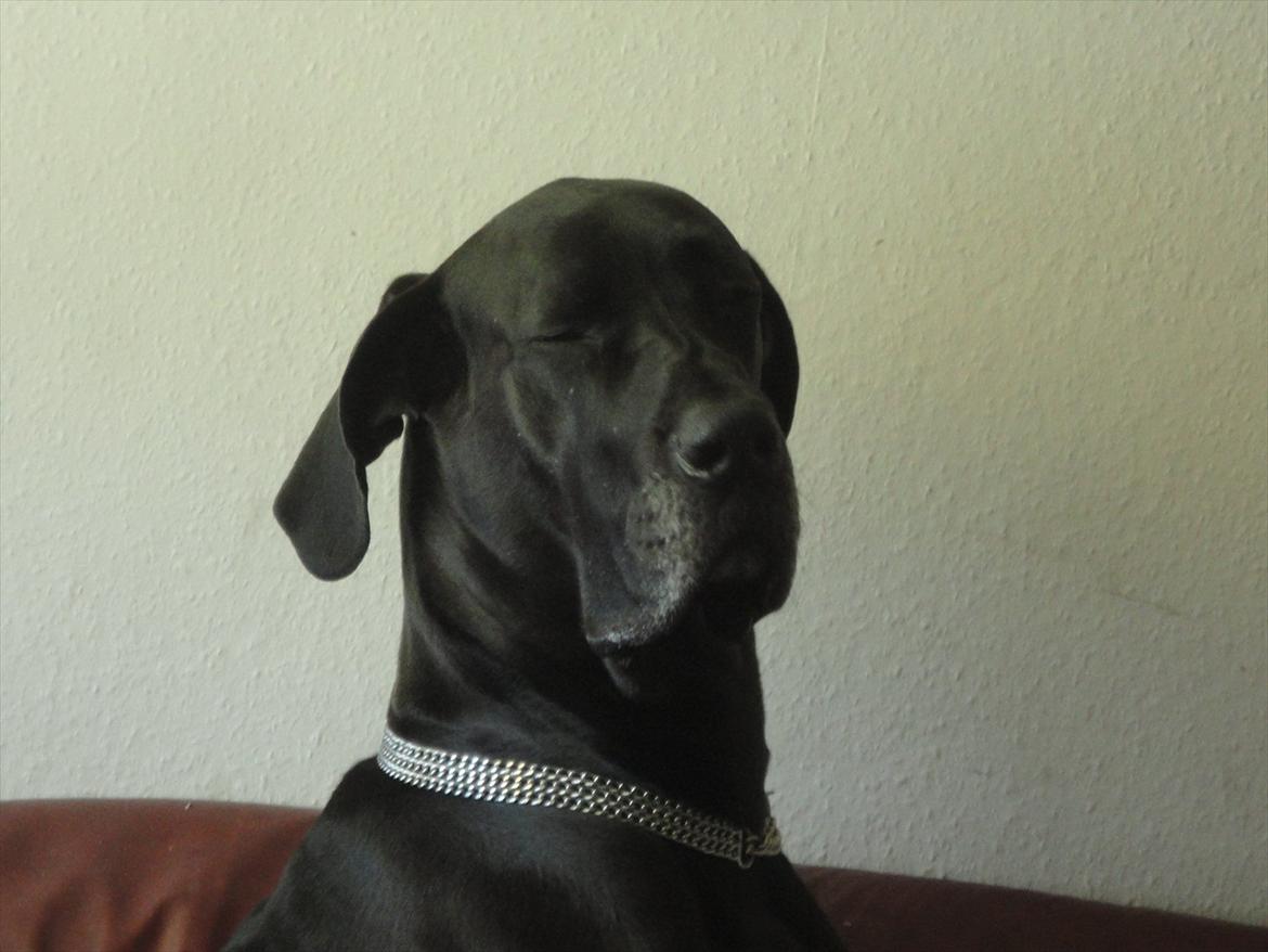 Grand danois Big ben billede 11