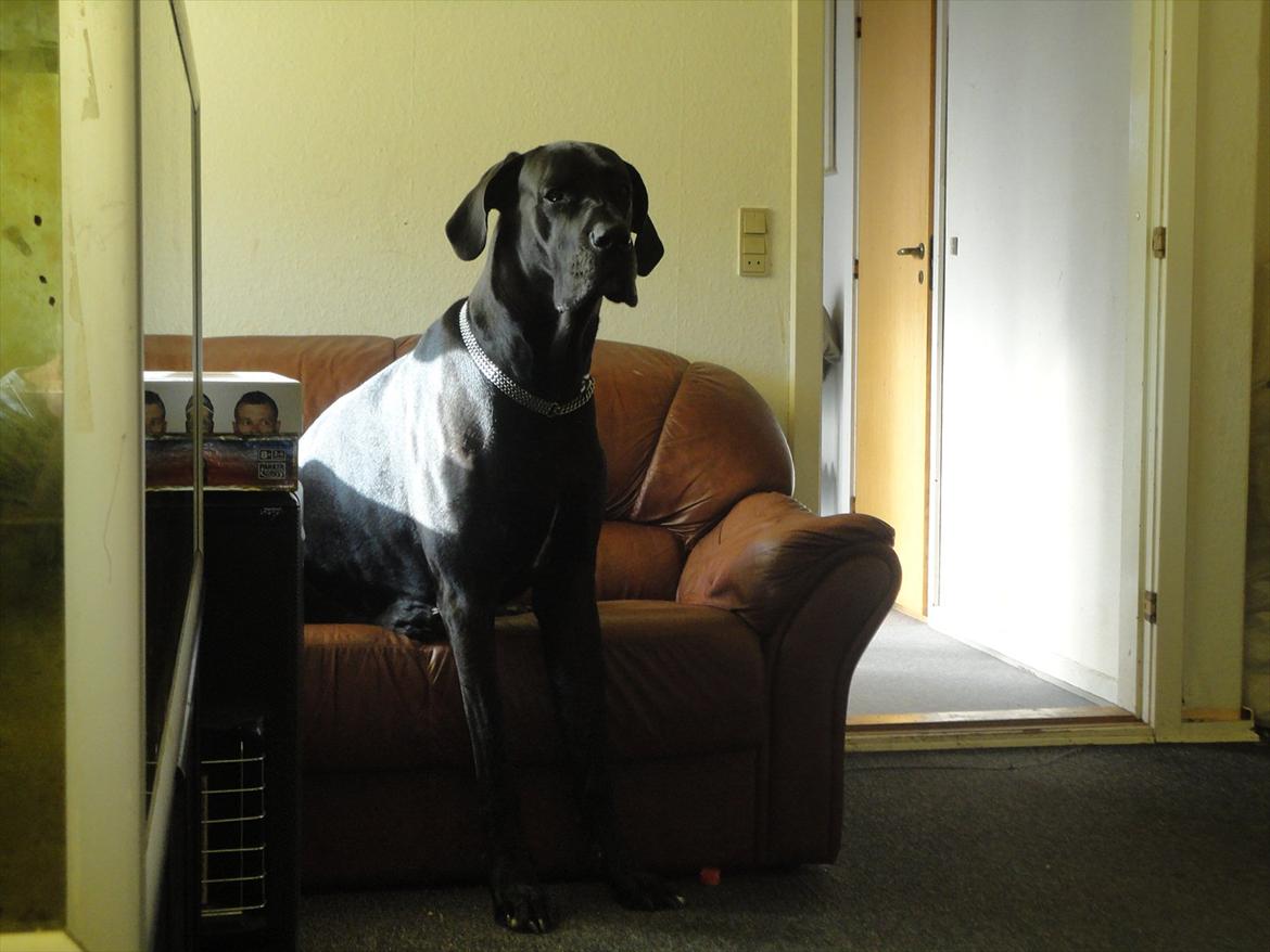 Grand danois Big ben billede 7