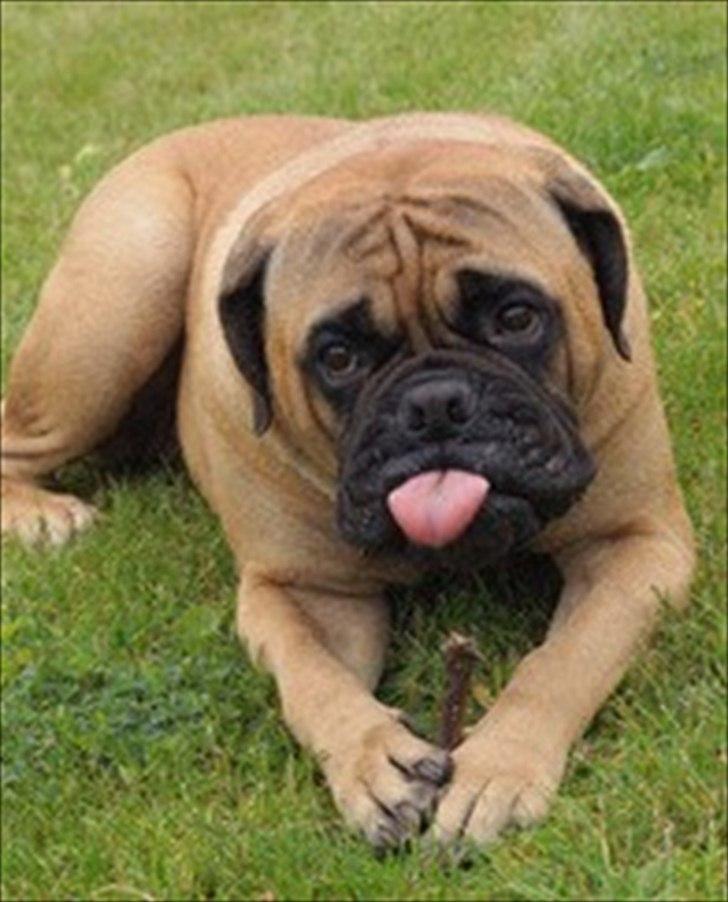 Bullmastiff * Vampyren Wilma * billede 1
