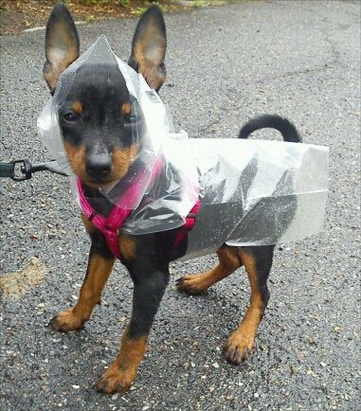 Dvaergpinscher Rødkildes Ferba billede 13